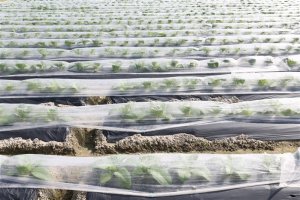 GARDEN COVERING 17 G 1.6X250 M WHITE 1