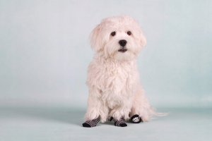 PET SOCKS 4 PCS/SET S BLACK/GREY 4
