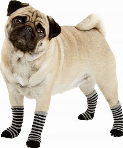 PET SOCKS 4 PCS/SET S BLACK/GREY 5