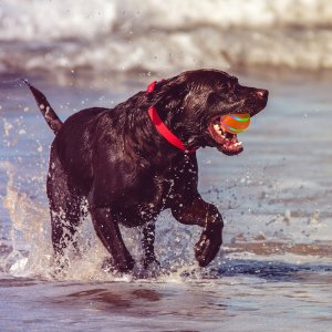 PIŁKA dla PSA LED USB Pilot Interaktywna RUCHOMA 9