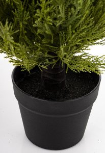 Krzew Dekoracyjny Cyprys 2