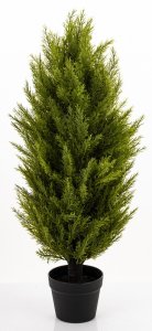 Krzew Dekoracyjny Cyprys 3