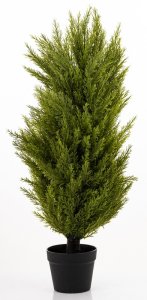 Krzew Dekoracyjny Cyprys 4