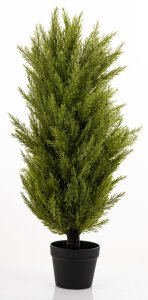 Krzew Dekoracyjny Cyprys 5