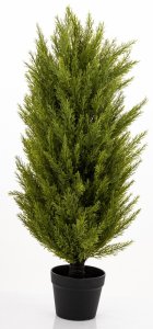 Krzew Dekoracyjny Cyprys 6