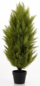 Krzew Dekoracyjny Cyprys 7