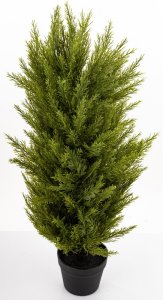 Krzew Dekoracyjny Cyprys 8