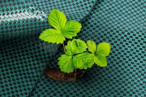 AGROTKANINA 110G 1,6x10m PREMIUM UV 3% AGROWŁÓKNINA ZIELONA MATA + KOŁKI 2