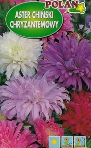 PLATINET NASIONA ASTER CHRYZANTEMOWY CALLISTEPHUS CHINENSIS SEEDS 1 G 2