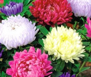 PLATINET NASIONA ASTER CHRYZANTEMOWY CALLISTEPHUS CHINENSIS SEEDS 1 G 3