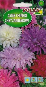 PLATINET NASIONA ASTER CHRYZANTEMOWY CALLISTEPHUS CHINENSIS SEEDS 1 G 4