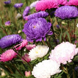 PLATINET NASIONA ASTER CHRYZANTEMOWY CALLISTEPHUS CHINENSIS SEEDS 1 G 5