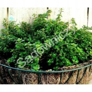 Seklos LT PLATINET NASIONA Thyme common THYME SEEDS 0,3 G 3
