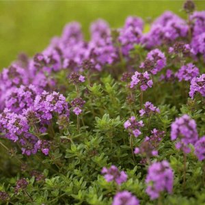 Seklos LT PLATINET NASIONA Thyme common THYME SEEDS 0,3 G 4