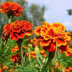 PLATINET NASIONA AKSAMITKA ROZPIERZCHŁA MERIGOLD SEEDS 1 G 2