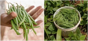 PLATINET NASIONA FASOLA SZPARAGOWA ZIELONA DELFINA COMMON BEAN GREEN SEEDS 30 G 3