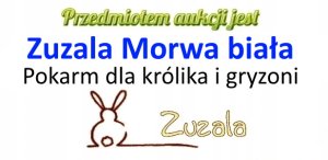 Zuzala ZUZALA MORWA BIAŁA 3