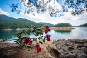 Obiektyw Venus Optics Obiektyw Laowa 10 mm f/4,0 Cookie dla Canon RF 9