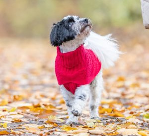 Sweter dla Psa Trixie Czerwony XS 7