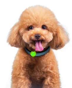 Zawieszka LED do obroży w kształcie kłódki 3