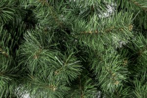 Dirbt. eglutė Lena 1.80m sonic 8