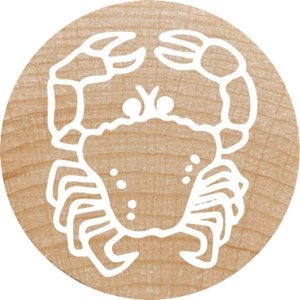 COLOP WOODIES Stempel-Set "exotic Animation" retail 7