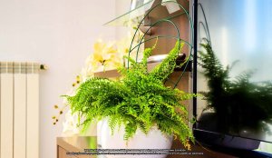 10x Podpora doniczkowa ELGarden Podpórka kwiatowa 3