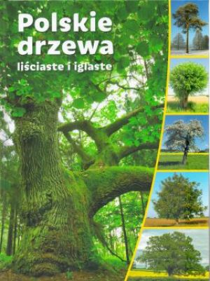 Polskie drzewa liściaste i iglaste 1