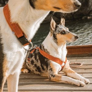 Hurtta Casual Y-sele, lingon 80 cm 3