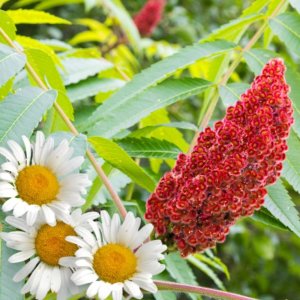 Aroma intymios higienos kremas su ramunėlėmis 250 ml 2