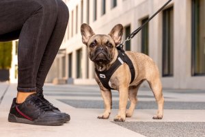 Curli Vest sele Clasp Air-Mesh Brown XL 2
