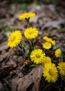 COSNATURE_Total Care Mouthwash płyn do płukania ust 6w1 Ziołowy 300ml 4