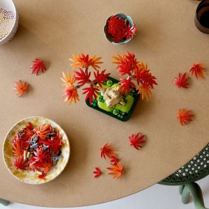 Botanicals Klon palmowy bonsai (10348) 6