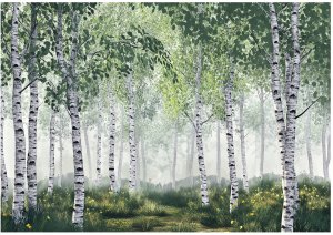 Fototapeta 3D Las Brzozowy Drzewa Natura Na Ścianę Sypialnia Salon 400X280 1