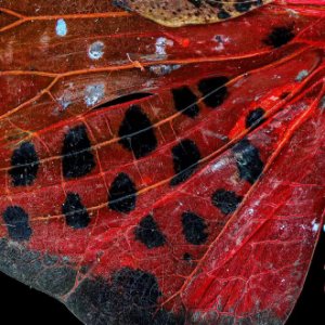 Obiektyw Laowa 55 mm f/2.8 Tilt-Shift 1x Macro do Sony E 12