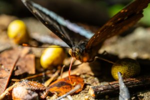 Obiektyw Laowa 55 mm f/2.8 Tilt-Shift 1x Macro do Sony E 24