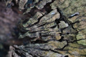 Obiektyw Laowa 100 mm f/2,8 Tilt-Shift 1x Macro do Sony E 23