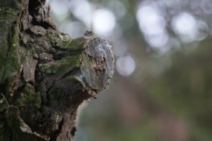 Obiektyw Laowa 100 mm f/2,8 Tilt-Shift 1x Macro do Sony E 25