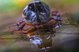 Obiektyw Laowa 100 mm f/2,8 Tilt-Shift 1x Macro do Canon RF 14