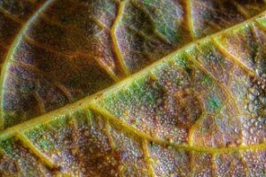 Obiektyw Laowa 100 mm f/2,8 Tilt-Shift 1x Macro do Canon RF 18