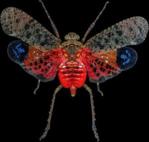 Obiektyw Laowa 55 mm f/2,8 Tilt-Shift 1x Macro do Canon RF 13