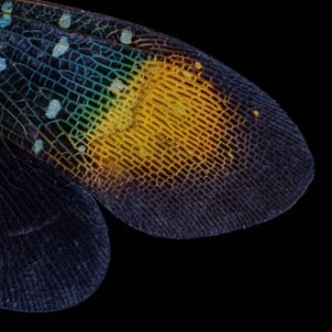 Obiektyw Laowa 55 mm f/2,8 Tilt-Shift 1x Macro do Canon RF 14