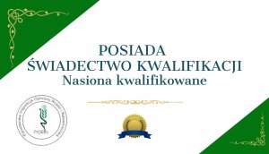 MIKROKONICZYNA do 10 cm KONICZYNA DROBNOLISTNA NASIONA 1KG - 800m2 Trawnik 5