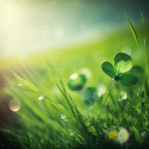 MIKROKONICZYNA do 10 cm KONICZYNA DROBNOLISTNA NASIONA 1KG - 800m2 Trawnik 6