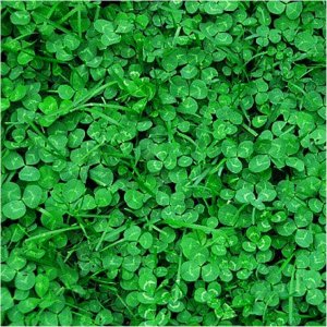 MIKROKONICZYNA KONICZYNA DROBNOLISTNA NASIONA 500G 1