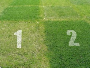 MIKROKONICZYNA KONICZYNA DROBNOLISTNA NASIONA 500G 9