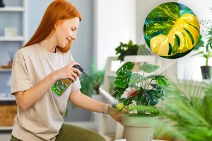 NO PEST Spray Środek Preparat na Mszyce Przędziorki Mączliki i Inne Szkodniki Roślin oraz Choroby Grzybowe 400ml z Olejem Rydzowym 7