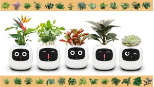 PlantsIO IVY Biała 3