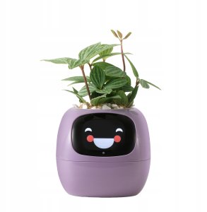 PlantsIO IVY Fioletowa 1