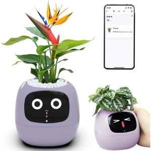 PlantsIO IVY Fioletowa 13